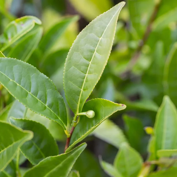 Чай Camellia sinensis верхние листья на кустах. Листья зеленого чая на ветке. — стоковое фото