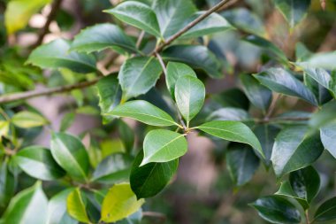 Soyut yeşil yaprak dokusu, yaz günü doğa arka planı