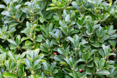 Doku, arka plan yeşil, çiçek açan boxwood çalısı ve yakın plan yaprakları. Bahçe Çiçeği Buxus