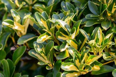 Wintercreeper Emerald Gaiety - Latince adı Euonymus fortune ei Emerald Gaiety