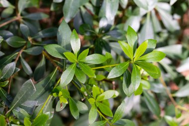 Soyut yeşil yaprak dokusu, yaz günü doğa arka planı