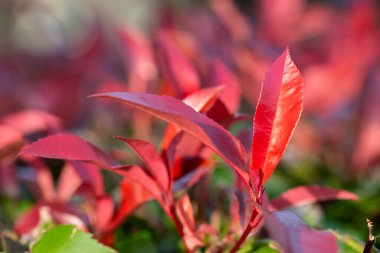 Photinia genellikle Red Robin olarak bilinir, ki bu çiçek açan her daim yeşil bir çalılıktır.
