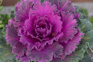 Taze mor lahana brassica oleracea bitkisi yaprakları