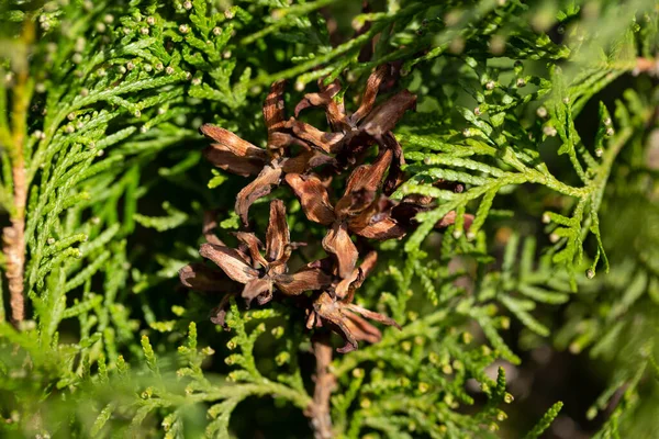 Thuja heg en keuze van de gewenste variëteit natuurlijke naaldbomen groene achtergrond — Stockfoto