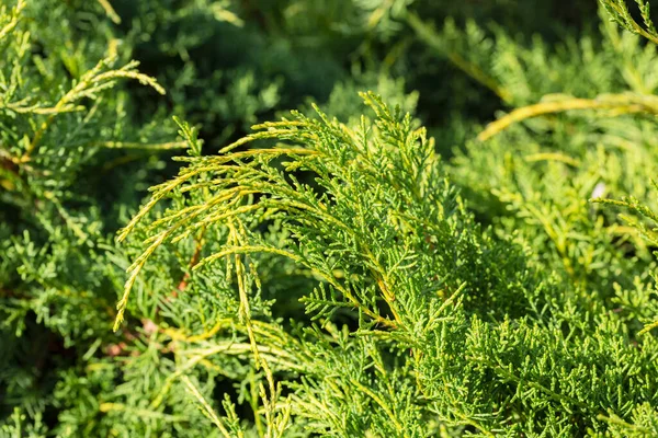 Kazak ardıç kuşu Juniperus Sabina Tamariscifolia güzel bir bahçe göleti kıyısında. Seçici odak. — Stok fotoğraf