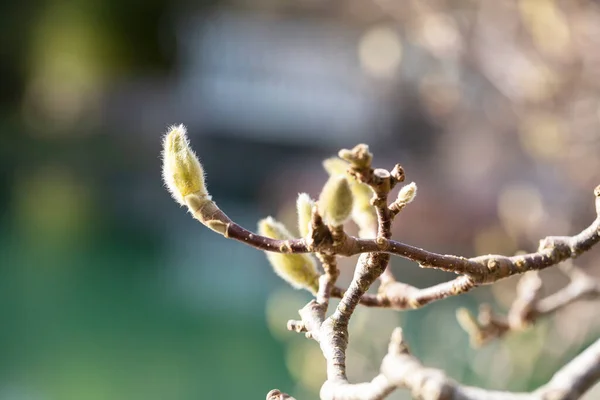 Brote de magnolia de cerca, macrofotografía de una rama de magnolia en ciernes febrero — Foto de Stock