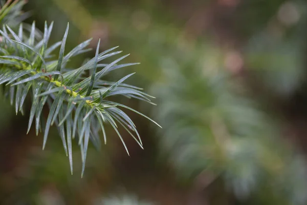 Νέοι αναπτυσσόμενοι κλάδοι του Cossack Juniper Juniperus sabina Επιλεκτική εστίαση. — Φωτογραφία Αρχείου