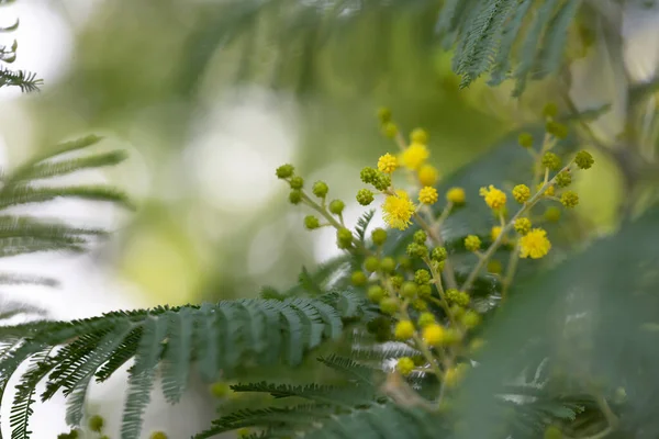 A mimosa tree with bunches of its fluffy delicate flowers and buds at the beginning of flowering in February. — Stock Photo, Image