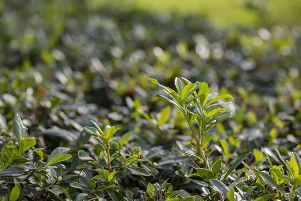 Texture, background of a green, flowering boxwood bush with round leaves close-up. Garden plant Buxus Royalty Free Stock Photos