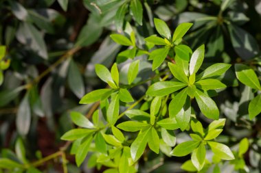 Soyut yeşil yaprak dokusu, yaz günü doğa arka planı