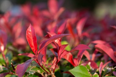 Photinia genellikle Red Robin olarak bilinir, ki bu çiçek açan her daim yeşil bir çalılıktır.