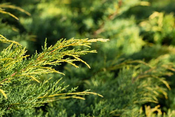 Kazak ardıç kuşu Juniperus Sabina Tamariscifolia güzel bir bahçe göleti kıyısında. Seçici odak. — Stok fotoğraf