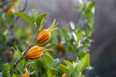 Ağaçta yasemin tohumu meyveleri. Gardenyanın yeşil dallarında portakal meyveleri. Yasemin seçici odak noktası.
