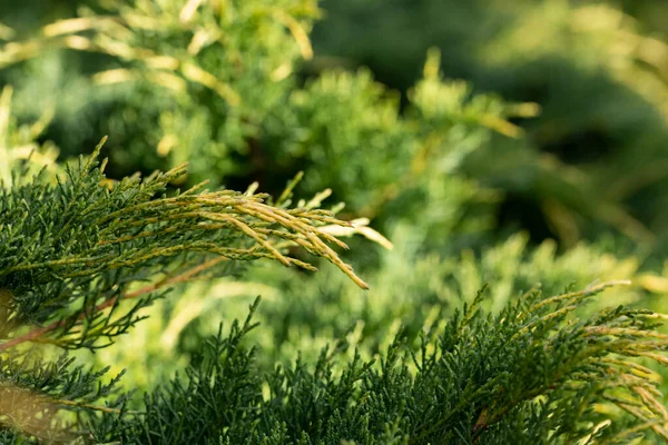 Kazak ardıç kuşu Juniperus Sabina Tamariscifolia güzel bir bahçe göleti kıyısında. Seçici odak. — Stok fotoğraf