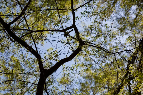 Jarní park, mladé zelené listy na stromech a modrá obloha — Stock fotografie