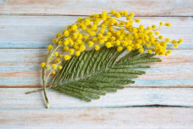 Sarı akasya çiçeklerinden bir filiz ve ahşap bir arka planda yeşil bir yaprak.