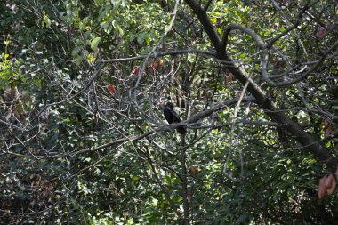 Sıradan bir karatavuk olan Turdus merula, gerçek ardıç kuşunun bir türüdür. Karatavuk Turdus merula tünedi