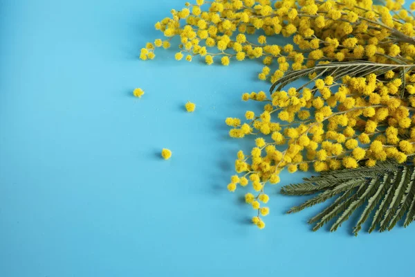 Nahaufnahme eines Zweiges einer schönen Mimosenblume auf blauem Hintergrund. Gelbe runde Kugeln aus silberner Akazie, Blumen zum Frauentag am 8. März. — Stockfoto