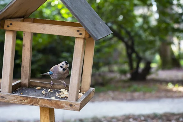 Jay Garrulus Glandarius στη φύση. Ένα πουλί με μπλε φτερά τρώει φαγητό σε ξύλινο σπίτι.. — Φωτογραφία Αρχείου
