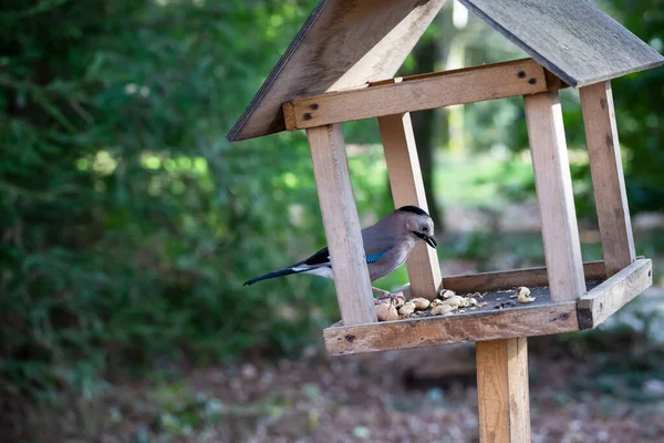 Jay Garrulus Glandarius στη φύση. Ένα πουλί με μπλε φτερά τρώει φαγητό σε ξύλινο σπίτι.. — Φωτογραφία Αρχείου