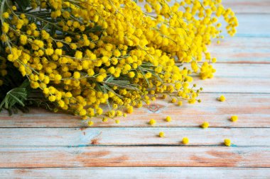 8 Mart 'ta bayramlarda kadınlara verilen gümüş akasyanın sarı çiçeklerinin yakın çekimi.