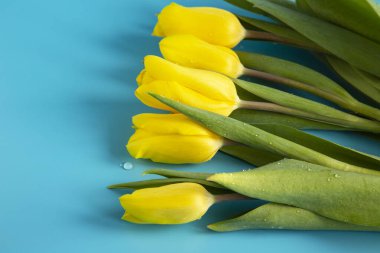 Mavi arka planda sarı lale buketi.