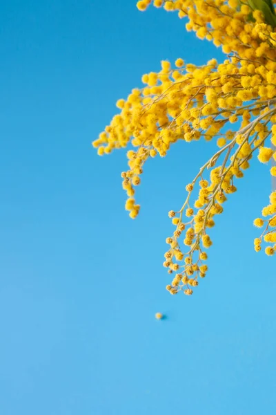 Mimosa bloemen boeket op een blauwe achtergrond. Pasen, Moederdag, Vrouwendag concept. Kopieer ruimte voor tekst Stockfoto