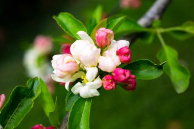 Baharda çiçek açan ağaçların arka planında pembe çiçekli elma ağacının yakın plan dalları.