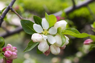 Baharda çiçek açan ağaçların arka planında pembe çiçekli elma ağacının yakın plan dalları.