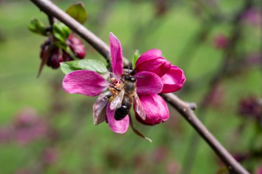Malus bolluğu - yaban elması pembesi çiçekleri yakın plan. Çiçekli yaban elması, yaban elması, yaban elması 