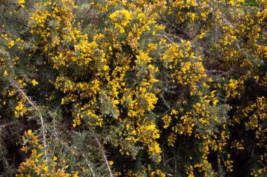 Ulex Europaeus 'un sarı-yeşil çiçekli doğal arkaplanı Gorse olarak bilinir.