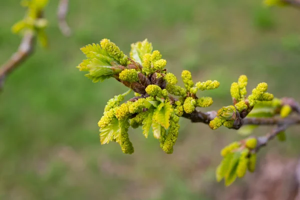 Hojas y brotes de roble joven a principios de primavera. Follaje joven con pendientes catkins en el lado verde. — Foto de Stock