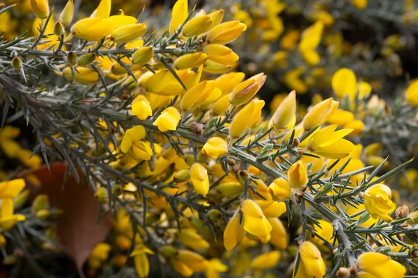 Κοντινό πλάνο του Ulex Europaeus γνωστό ως Gorse, θάμνος με μικρά φωτεινά κίτρινα άνθη — Φωτογραφία Αρχείου