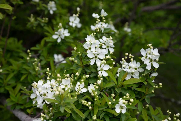 공원에 있는 진주흰 꽃, 녹색 배경에 있는 진주 백색 꽃이라고 불리는 것 — 스톡 사진