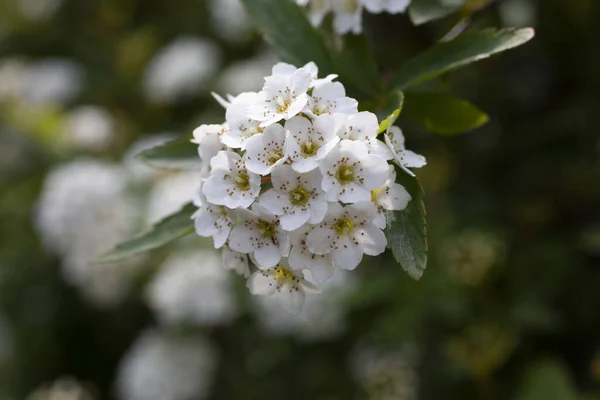 스피라 이아 바누 테이 라고 하는 흰 꽃이 피는 관목은 신부 화환 관목이라고 도불리운다. 자연적 인 꽃무늬. — 스톡 사진