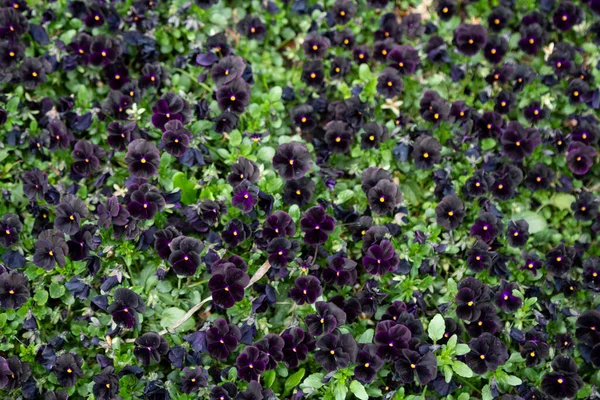 Tuin mietje Viola wittrockiana syn Viola tricolor var. hortensis Rechtenvrije Stockfoto's