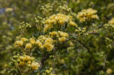Lady Banks gül, sadece Bankalar gül veya Rosa banksiae, küçük açık sarı gül ve tomurcuk cilt, Nisan, bahar