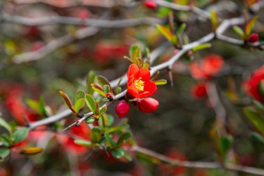 Çiçekli Guince Chaenomeles türosa x Chaenomeles. Jonica bahçede kaldı. Nisan 'da çalılıklarda parlak kırmızı çiçekler