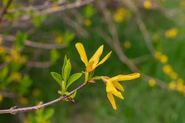 Желтые цветущие цветы Forsythia весной закрываются. — стоковое фото