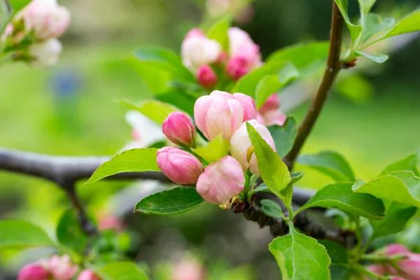 Primer plano rama de manzano con flores de color rosa sobre un fondo de árboles con flores primavera —  Fotos de Stock