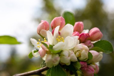 İlkbaharda çiçek açan ağaçların arka planında pembe çiçekli elma ağacı dalı
