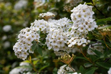 Çiçeklerin açtığı Spiraea Vanhouttei adında beyaz bir çelenk çalısı. Doğal çiçek desenleri..