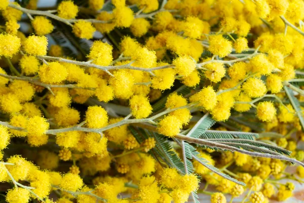 Close-up Yellow mimosa flowers. Holiday spring card with gold mimosa blossom. 8 March Women Day Card. — Stock Photo, Image