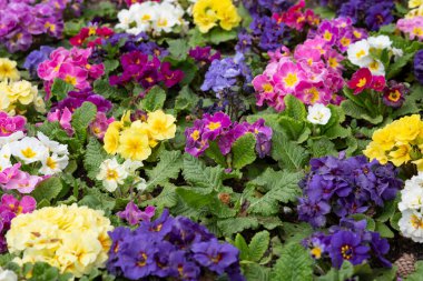 Arka planda renkli çiçekleri olan güzel primula çiçekleri, üst manzara