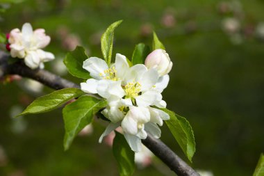 İlkbaharda çiçek açan ağaçların arka planında pembe çiçekli elma ağacı dalı