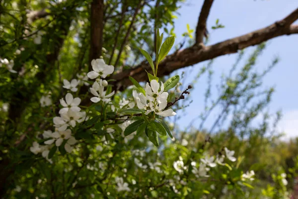 Pearlbush The Bride Exochorda x macrantha in park the so-called pearl white flowers on a green background — Stock Photo, Image