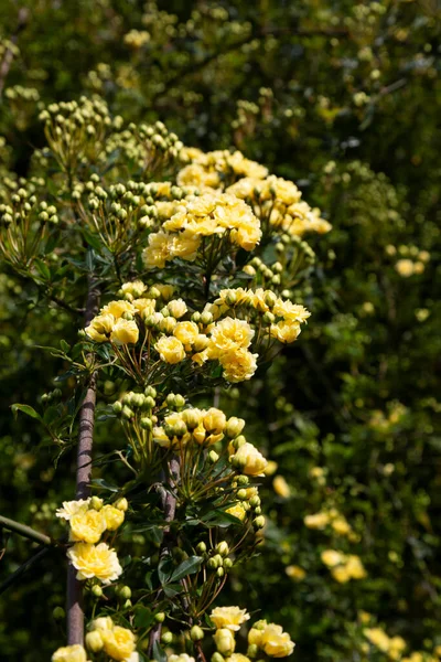Lady Banks se levantó, solo Banks se levantó o Rosa banksiae, pequeñas inflorescencias amarillas claras de rosas y brotes, abril, primavera — Foto de Stock