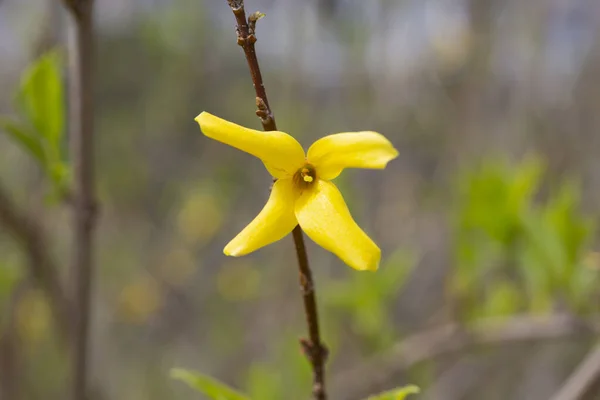 Желтые цветущие цветы Forsythia весной закрываются. — стоковое фото