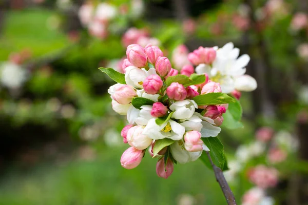Rama de manzano con flores de color rosa sobre un fondo de árboles con flores primavera —  Fotos de Stock