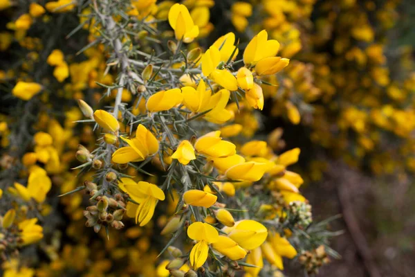 Close up of Ulex Europaeus know as Gorse, bush with small bright yellow flowers — Stock Photo, Image
